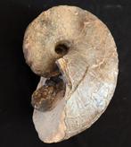 Nautilus - Gefossiliseerde schelp - Cenoceras belmontense -, Verzamelen, Mineralen en Fossielen