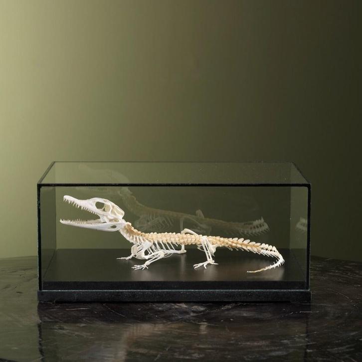 Gladvoorhoofdkaaiman Skelet, Verzamelen, Dierenverzamelingen, Opgezet dier, Nieuw, Reptiel of Amfibie, Ophalen of Verzenden