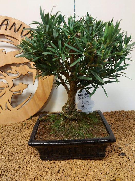 Boeddha-den bonsai (Podocarpus macrophyllus) - Hoogte, Antiquités & Art, Curiosités & Brocante