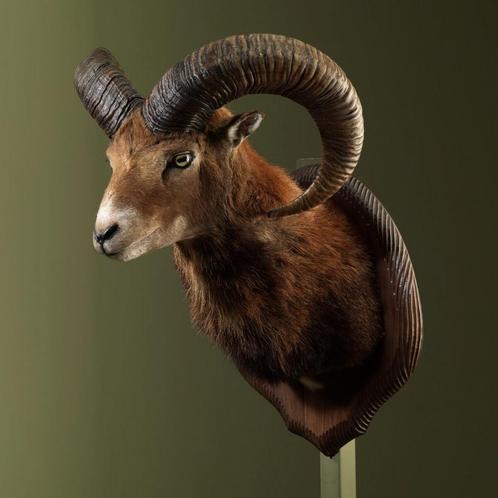 Moeflon Taxidermie Opgezette Dieren By Max, Verzamelen, Dierenverzamelingen, Opgezet dier, Nieuw, Wild dier, Ophalen of Verzenden