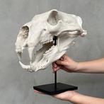 GEEN RESERVEPRIJS - Een replica van de schedel van een