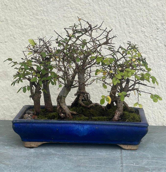 Japanese iep bonsai (Zelkova) - Hoogte (boom): 24 cm -, Antiek en Kunst, Curiosa en Brocante