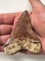 Megalodon tand 9,3 cm - Fossiele tand - Carcharocles
