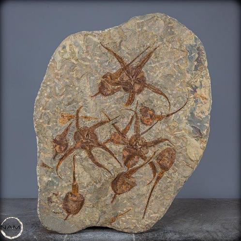 Natuurlijke schijf met fossiele zeesterren (Ophiuroidea)-, Verzamelen, Dierenverzamelingen