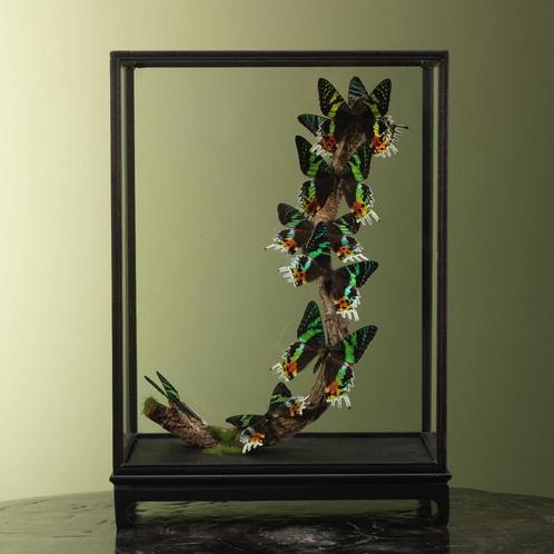 Vlinders in Vitrine Taxidermie Opgezette Dieren By Max, Verzamelen, Dierenverzamelingen, Opgezet dier, Nieuw, Insect, Ophalen of Verzenden