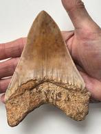 Grote Megalodon-tand 13,1 cm - Fossiele tand - Carcharocles