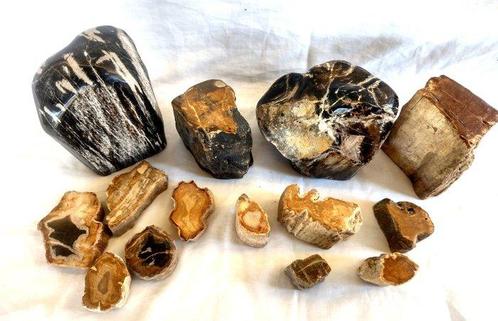 Bois pétrifié - - Bois fossilisé - mix collection, Verzamelen, Dierenverzamelingen