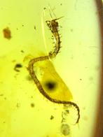 Birmese barnsteen - Barnsteen (Zonder minimumprijs)