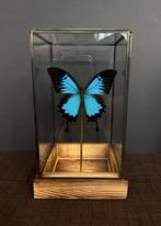Papillon Support de corps entier pour taxidermie - Ulysses -