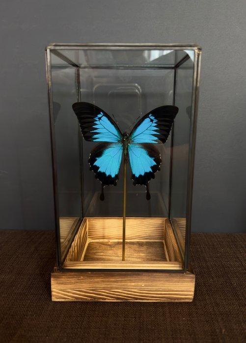 Papillon Support de corps entier pour taxidermie - Ulysses -, Antiquités & Art, Curiosités & Brocante