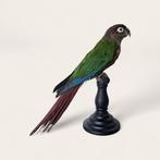 pyrrhura parkiet Taxidermie volledige montage - Pyrrhura