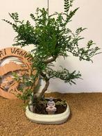 Chinese peper bonsai (Zanthoxylum) - Hoogte (boom): 50 cm -