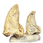 Set van 2 geweldige grote ijs-tijd grottenbeer (Ursus