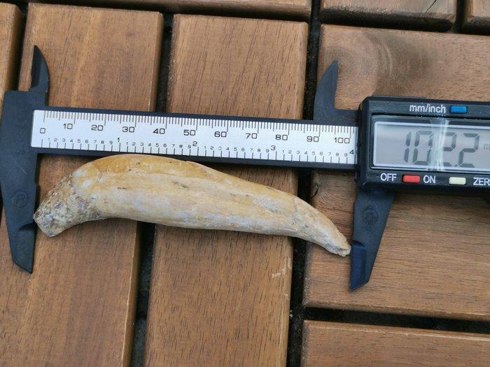 Walvis - Fossiele tand - 10.22 cm (Zonder minimumprijs), Verzamelen, Mineralen en Fossielen