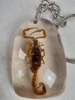 Figure - Verzameling van 35 opgezette insecten (35) - Résine, Nieuw