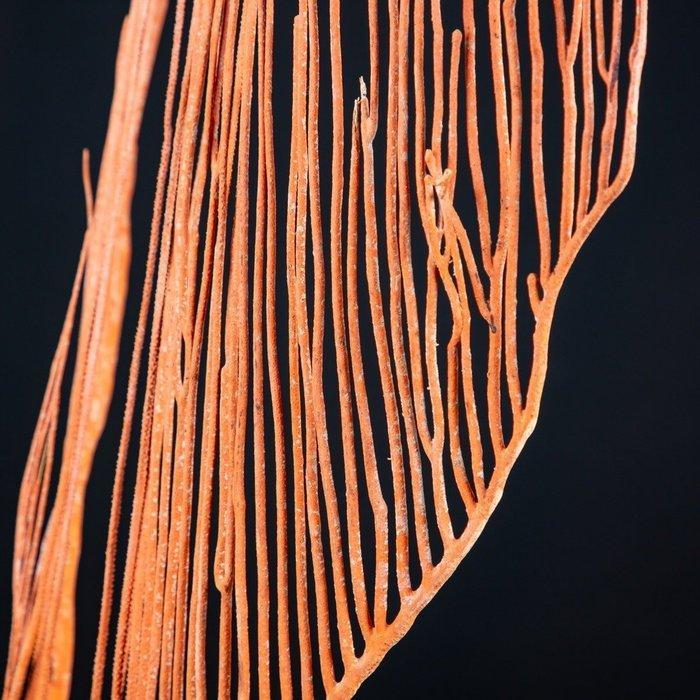 Prachtige Gorgonia op houten en messing voet Taxidermie, Antiek en Kunst, Curiosa en Brocante