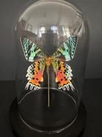 Vlinder Taxidermie volledige montage - Urania Ripheus - 18, Nieuw