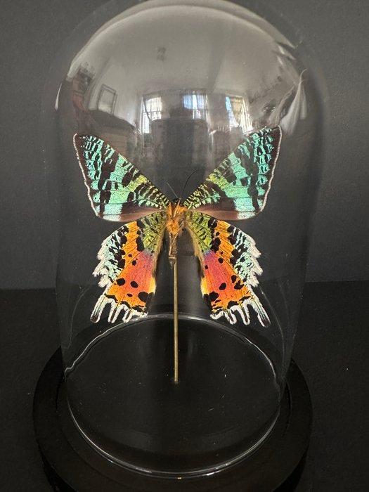 Vlinder Taxidermie volledige montage - Urania Ripheus - 18, Collections, Collections Animaux