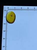 Amber - Barnsteen - Mecoptera, Burmese Amber, Insect, Verzamelen, Mineralen en Fossielen
