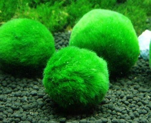 Mosballen Medium 3-4 cm (Aquariumplanten), Dieren en Toebehoren, Vissen | Aquaria en Toebehoren, Nieuw, Verzenden