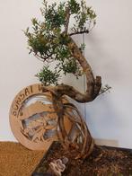 syzygium - Hoogte (boom): 65 cm - Diepte (boom): 32 cm -