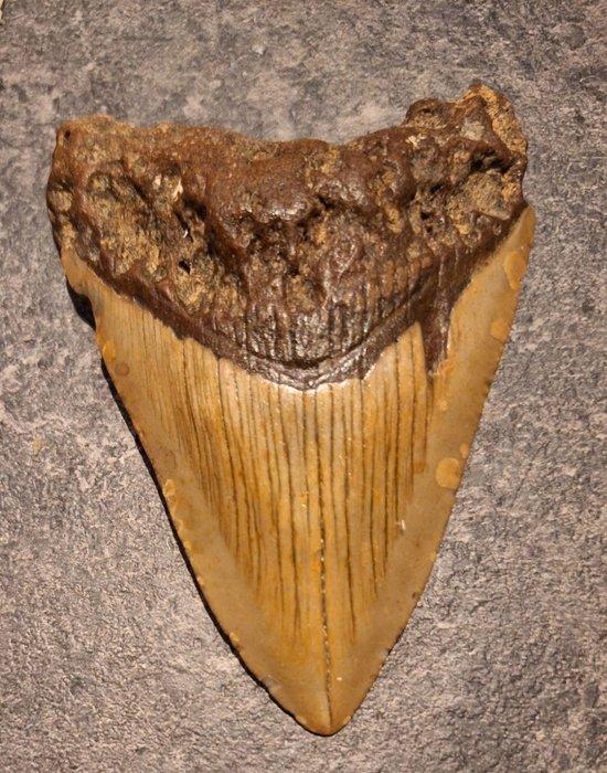 Megalodon - Fossiele tand - Otodus (Carcharocles) megalodon, Verzamelen, Mineralen en Fossielen