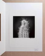 Francesco Mussida - Cactus - Yeti, Antiek en Kunst
