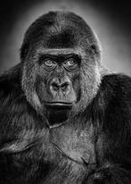 Jeffrey Van Daele - Exit Gorilla #01