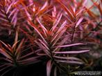 Ludwigia Arcuata in Vitro, Verzenden, Nieuw