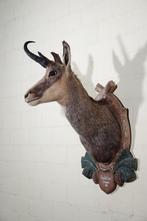 Monture pour tête de chamois autrichien de qualité Support, Nieuw