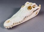 Siamese krokodil Schedel - Crocodylus siamensis Pair (with, Nieuw