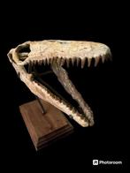 Mosasaurus - Fossiele schedel - 20 cm - 18 cm