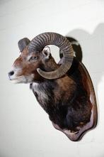 Large Mouflon head-mount Taxidermie wandmontage - Ovis a., Verzamelen, Dierenverzamelingen, Nieuw