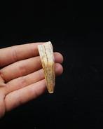 Dinosaurus - Fossiele tand - Spinosaurus aegyptiacus (Zonder
