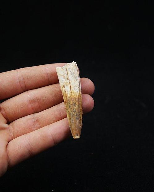 Dinosaurus - Fossiele tand - Spinosaurus aegyptiacus (Zonder, Verzamelen, Mineralen en Fossielen