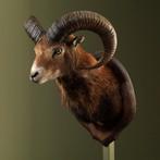 Moeflon Taxidermie Opgezette Dieren By Max, Verzamelen, Dierenverzamelingen, Ophalen of Verzenden, Nieuw, Wild dier, Opgezet dier