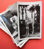 A.O.I. - Vintage Italian East Africa Wildlife snapshot, Antiek en Kunst