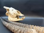 Gemsbok Schedel - Oryx gazella - skull + horns - 25 cm - 40, Verzamelen, Dierenverzamelingen, Nieuw