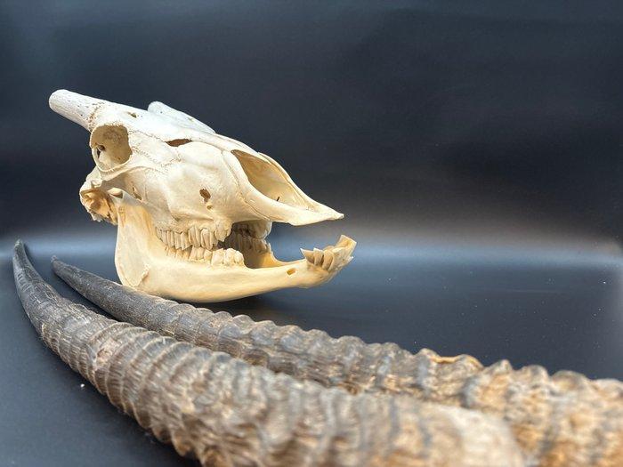 Gemsbok Schedel - Oryx gazella - skull + horns - 25 cm - 40, Verzamelen, Dierenverzamelingen