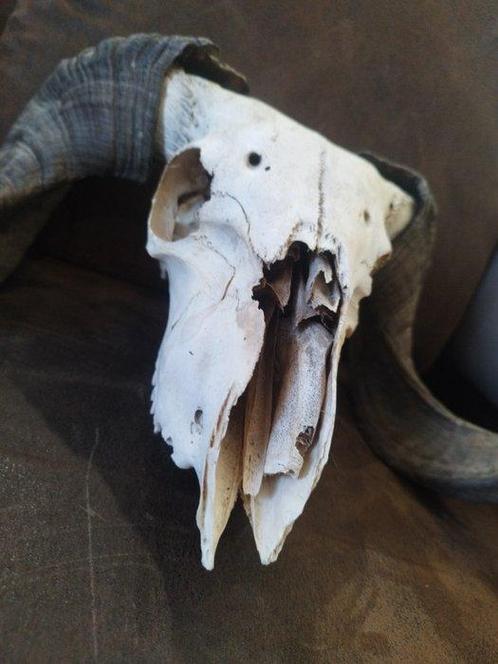 ram Schedel - Inconnu - 30 cm - 60 cm - 30 cm, Verzamelen, Dierenverzamelingen