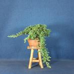 Jeneverbes bonsai (Juniperus) - Hoogte (boom): 12 cm -