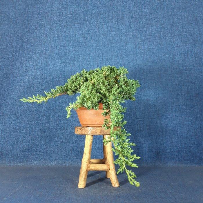 Jeneverbes bonsai (Juniperus) - Hoogte (boom): 12 cm -, Antiek en Kunst, Curiosa en Brocante
