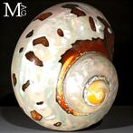 Schelp in parelmoer van topkwaliteit Verzamelingsschedel -