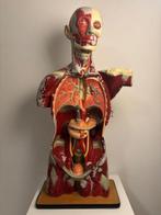 Anatomisch model - Oude glasvezelversterkte hars -