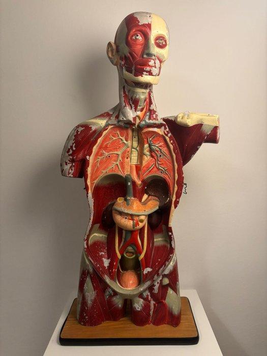 Anatomisch model - Oude glasvezelversterkte hars -, Antiquités & Art, Antiquités | Assiettes décoratives & Carrelages