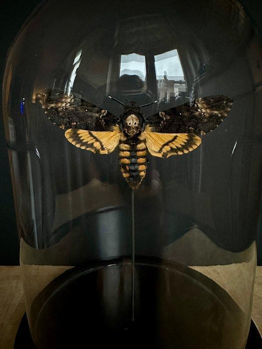 Mot Taxidermie volledige montage - Large Femelle XXL Sphinx, Verzamelen, Dierenverzamelingen