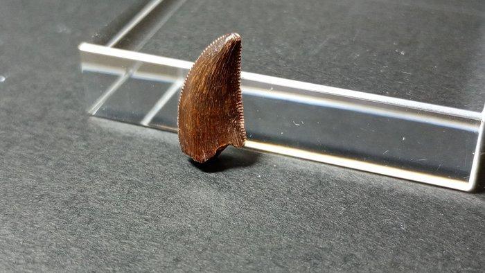 Dinosaurus - Fossiele tanden - Dromeosaurido - 1.5 cm, Verzamelen, Mineralen en Fossielen