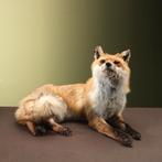 Vos Liggend Taxidermie Opgezette Dieren By Max, Verzamelen, Ophalen of Verzenden, Nieuw, Wild dier, Opgezet dier