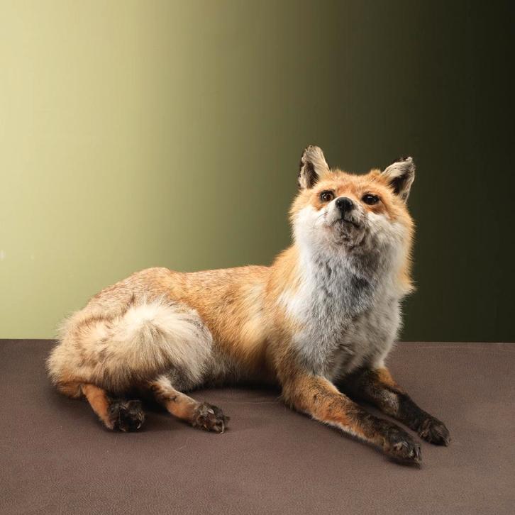 Vos Liggend Taxidermie Opgezette Dieren By Max, Collections, Collections Animaux, Enlèvement ou Envoi