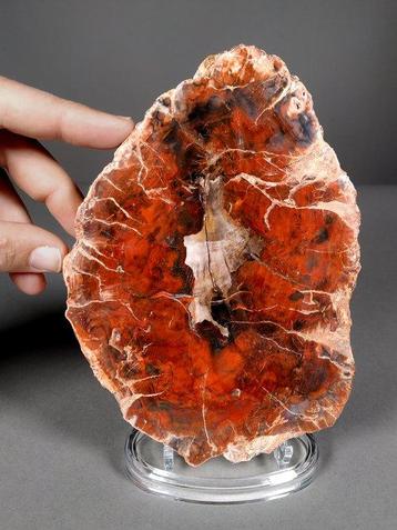 Étonnante tranche de bois rouge fossilisé - Plante